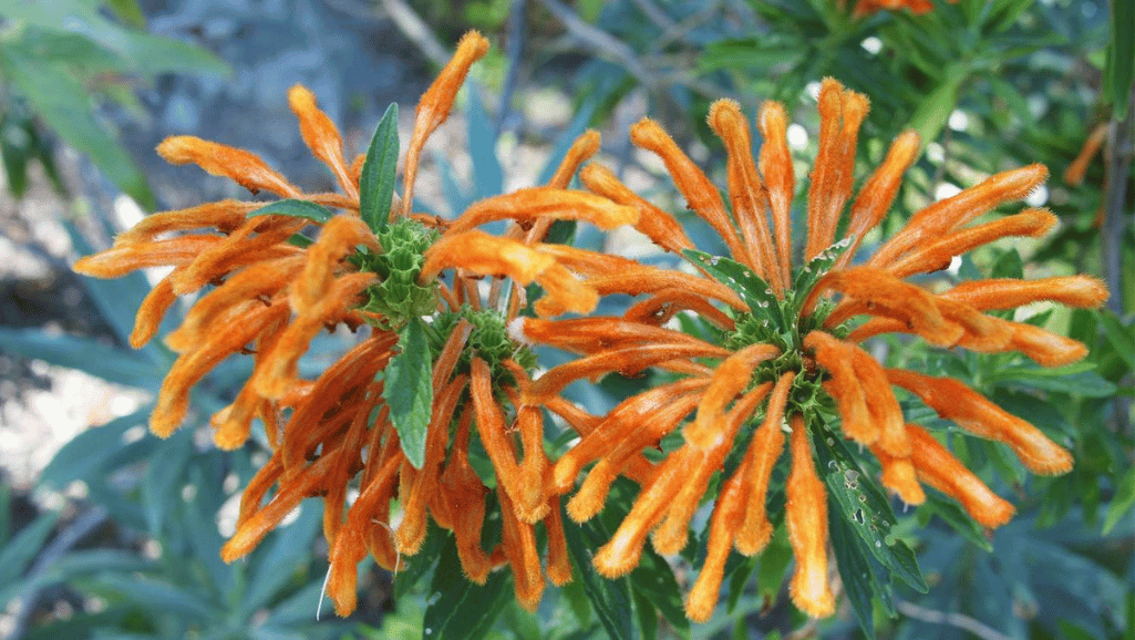 lion's tail plant care