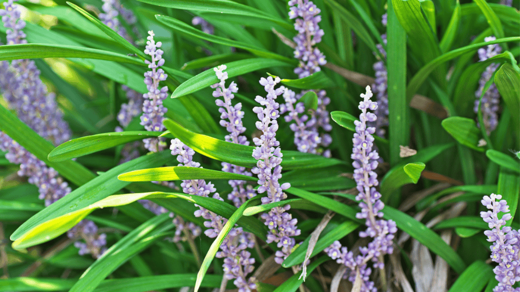 liriope plants varieties