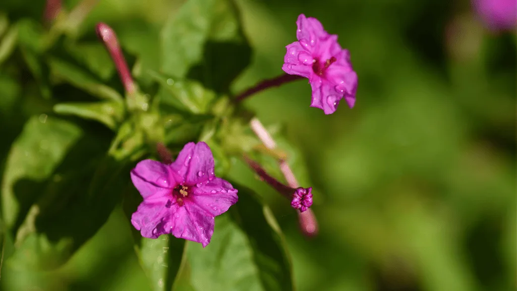 Marvel of peru flower