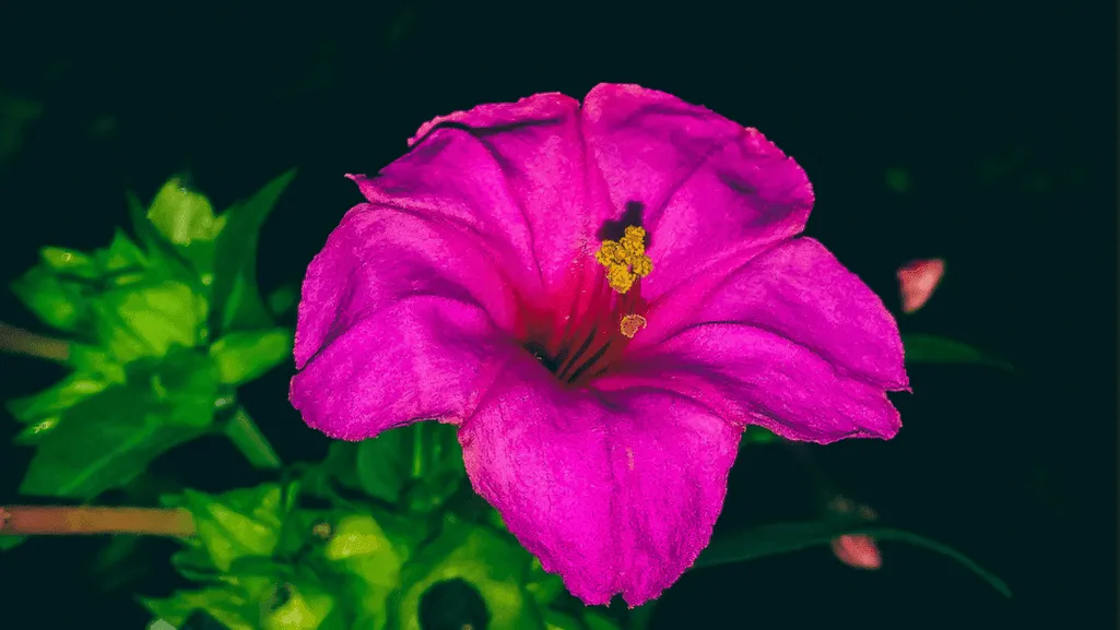 night bloomer