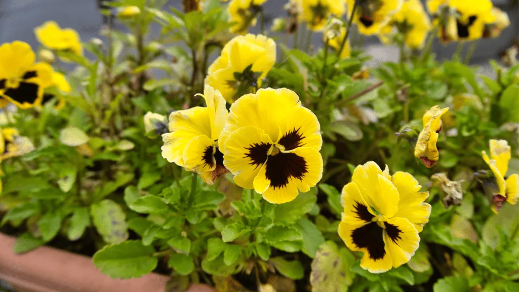 pansy flower planting tips