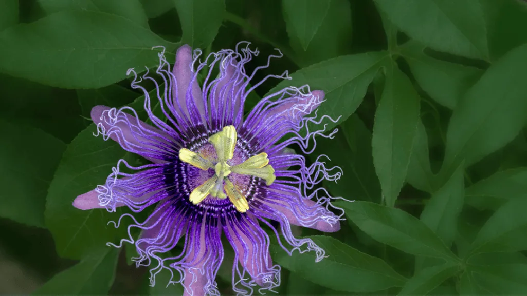 passion fruit vine with ripe fruits