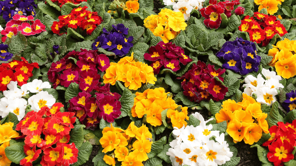 primrose blooming in garden