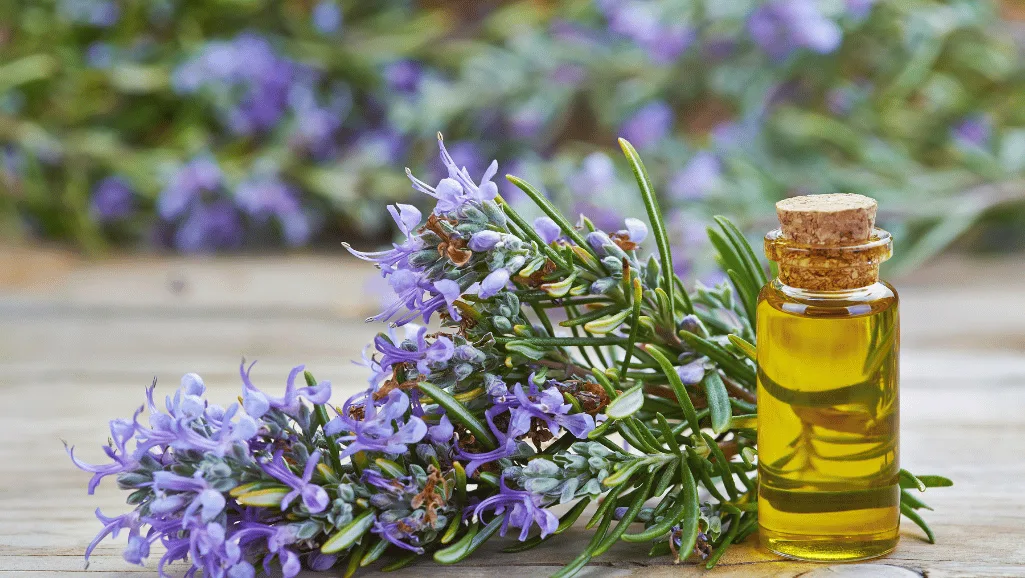 rosemary essential oil