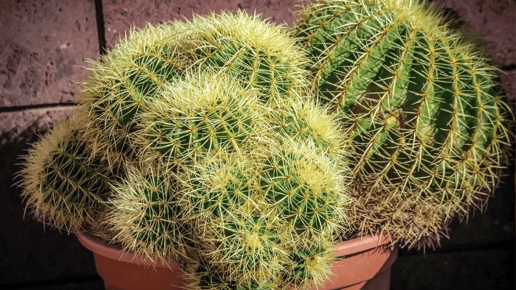 succulent garden plant