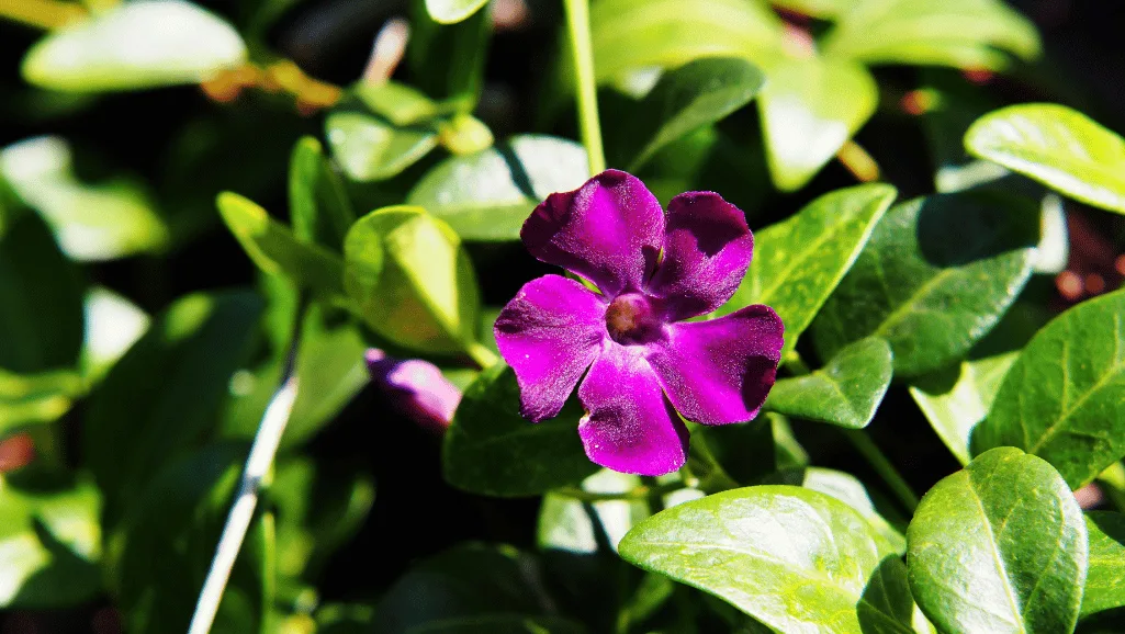 vinca minor vs vinca major