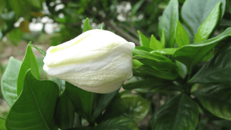 August beauty gardenia in winter