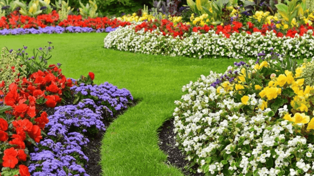 Backyard Flowers