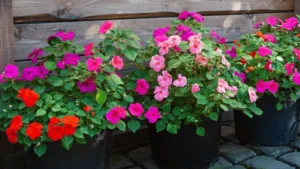 Best Flowers for Shade Gardens