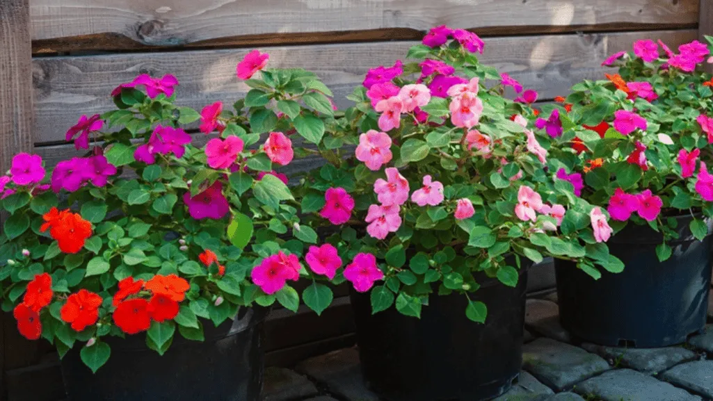 Best Flowers for Shade Gardens