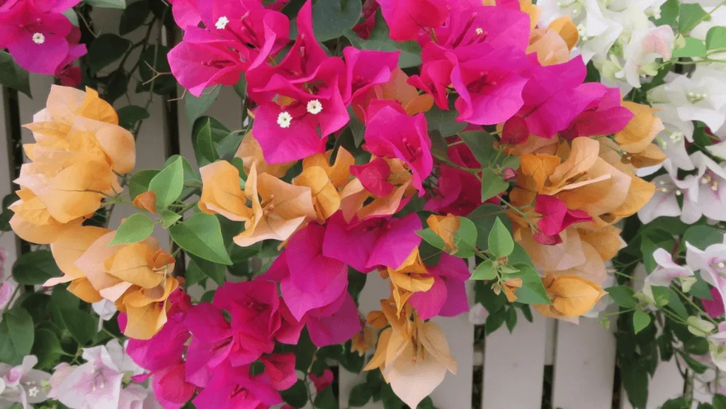 Bougainvillea flowering vine on a trellis