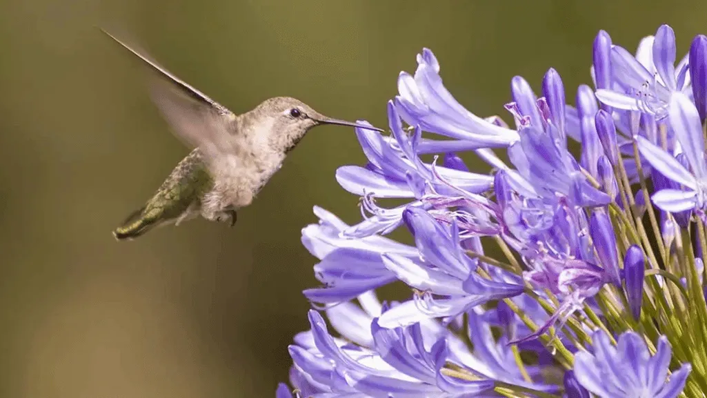 Butterfly bushes and trumpet vine attracting hummingbirds