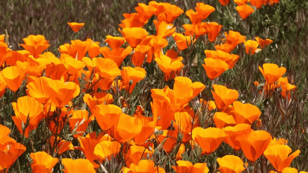 California Native Plants: Embrace Nature's Beauty 1 California Native Plants