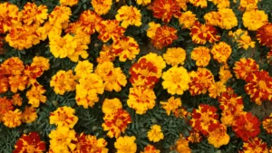 Caring for Marigolds