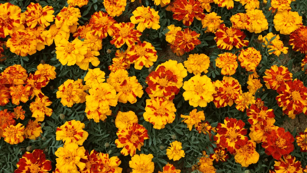 Caring for Marigolds: Easy Tips for Vibrant Blooms 1 Caring for Marigolds