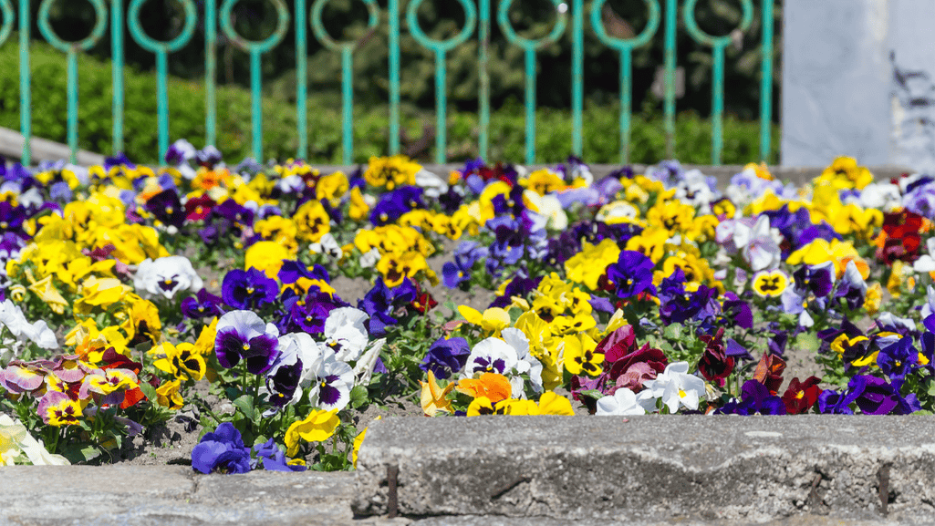 Caring for Pansies in Summer