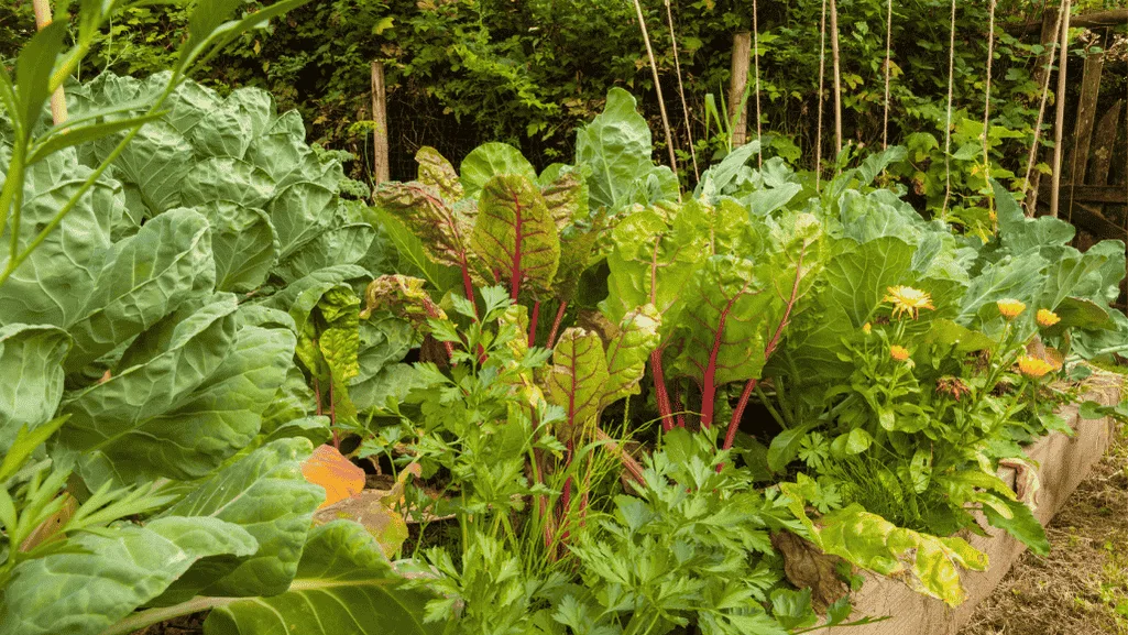 Colorful Swiss chard growing in a container garden