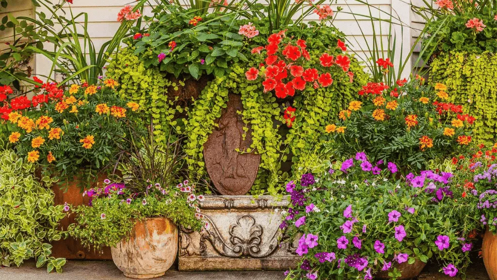Colorful container gardening flowers on a sunny patio