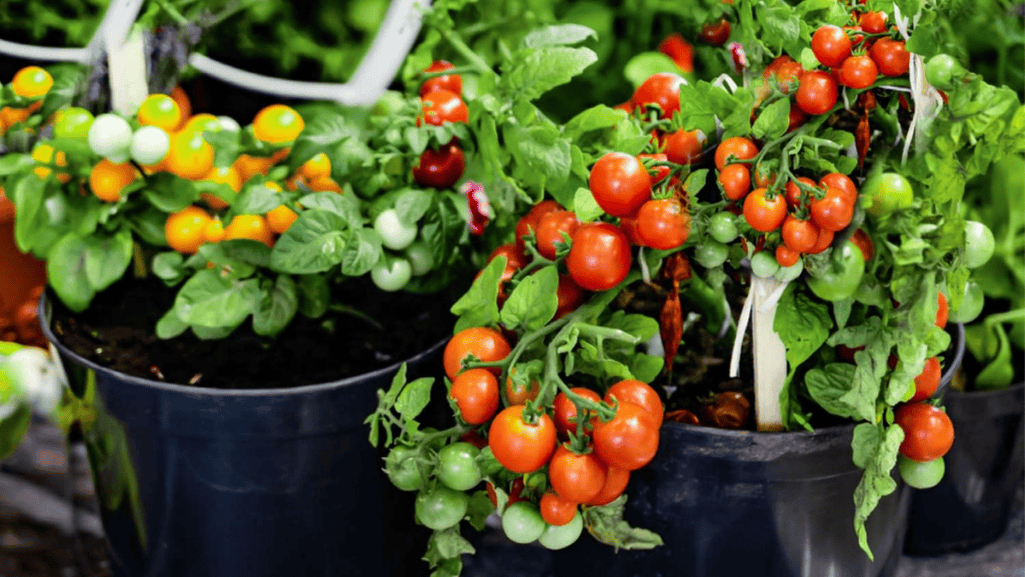 Compact vegetable varieties in containers