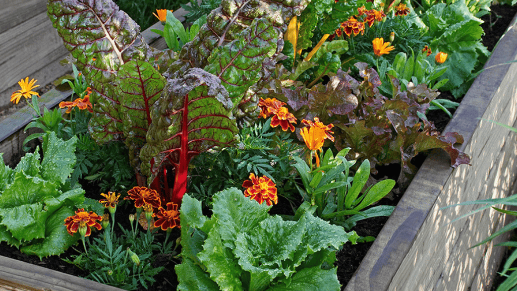 Companion planting in vegetable containers