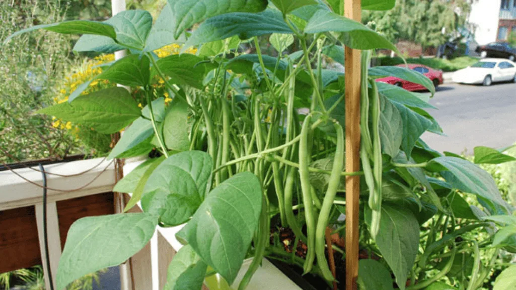 Container vegetable garden with beans