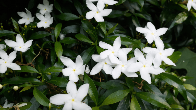 Dwarf Gardenia