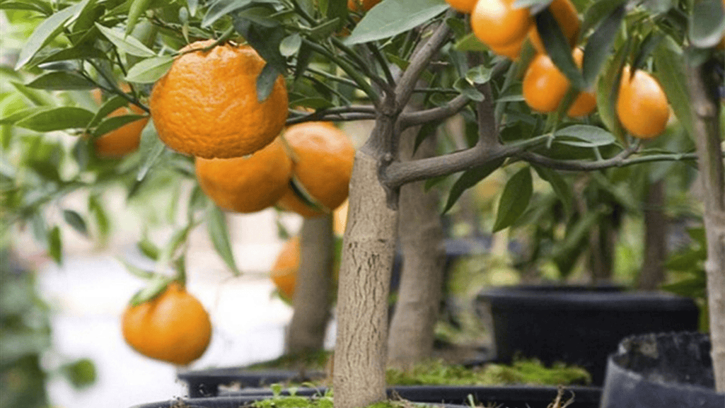 Dwarf citrus trees in containers