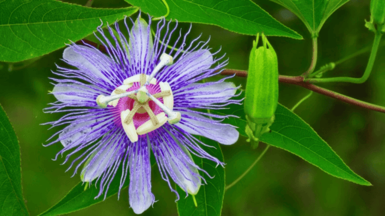 Florida Native Plants