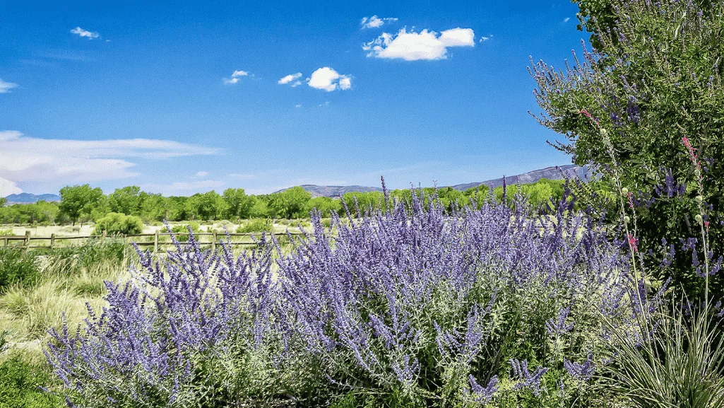 florida native plant identification
