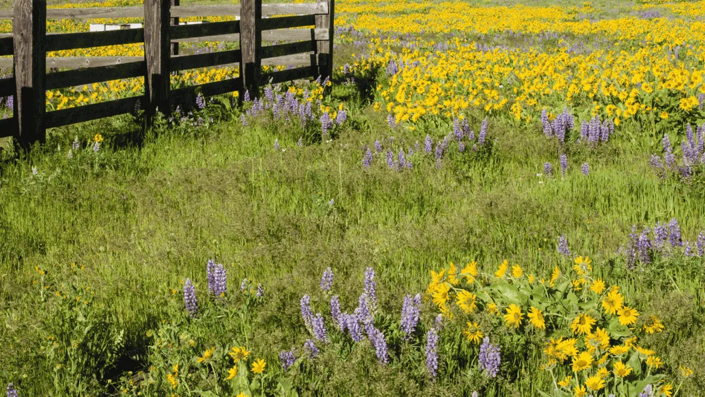 florida native vegetation guide