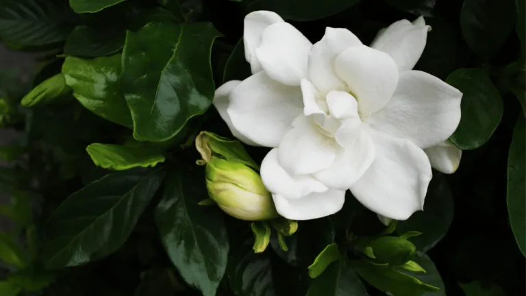 Frost Proof Gardenia