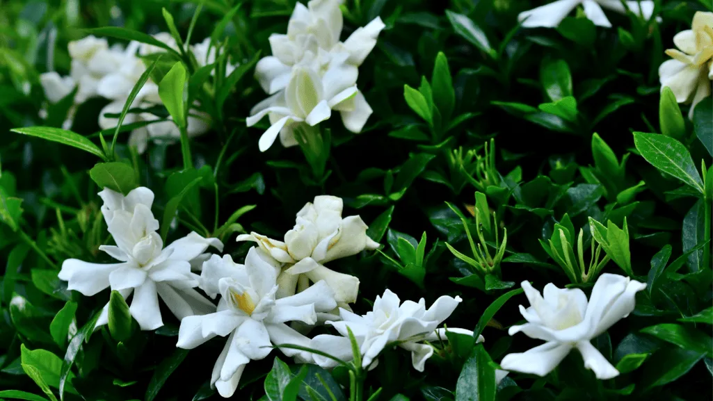 Frost tolerant gardenia in a garden setting
