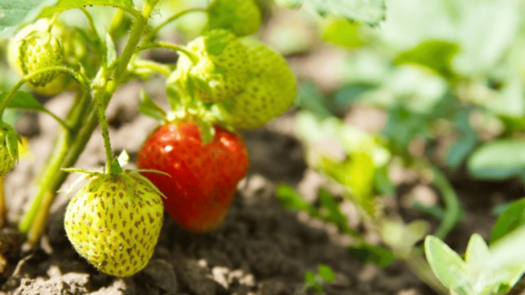 Fruit Trees for Small Gardens