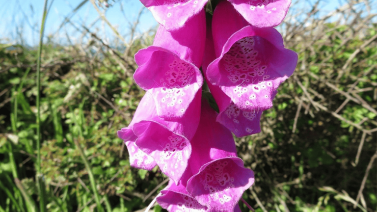 Full Shade Flowers