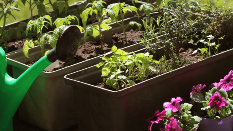 Grow Bounty Flowers