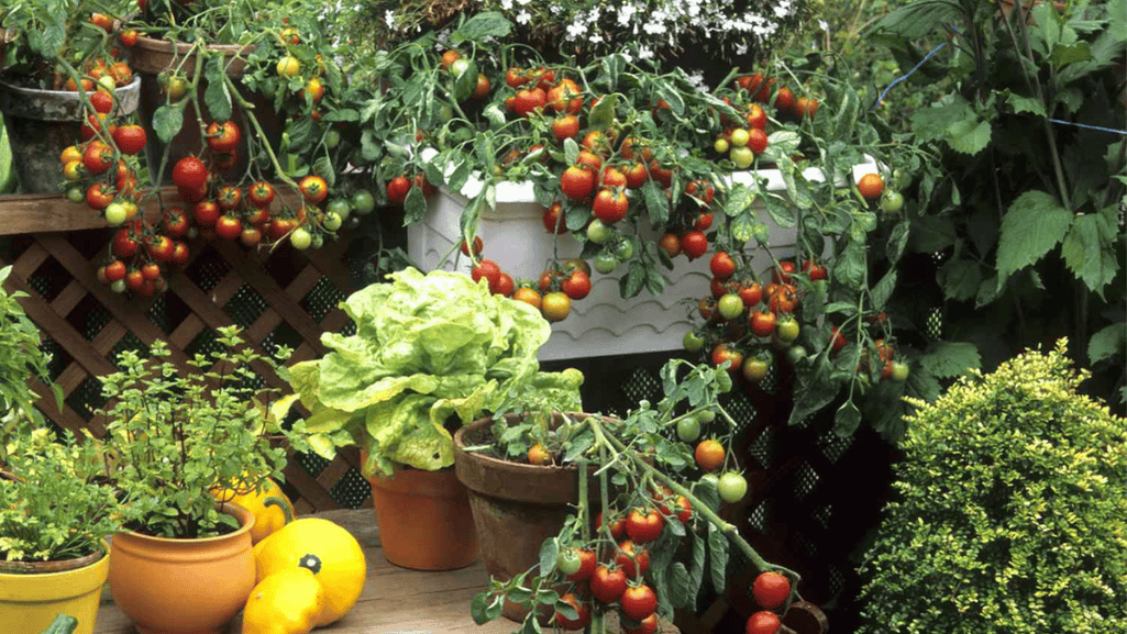 Harvesting container grown vegetables