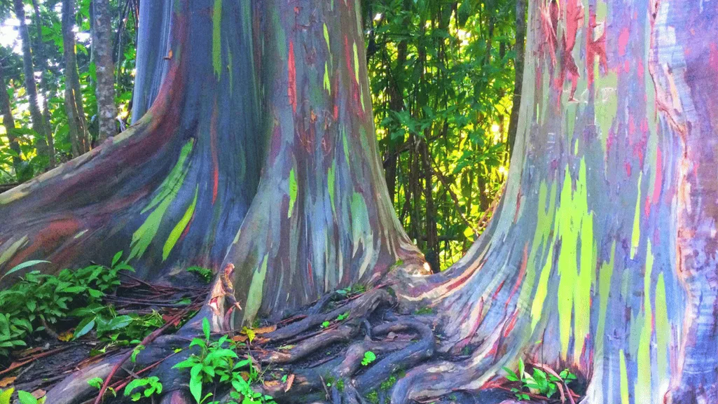 Hawaiian Rainbow Eucalyptus Trees