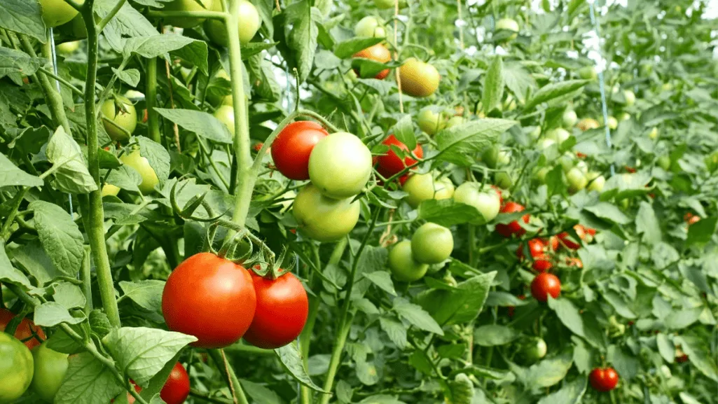 High yield container tomatoes