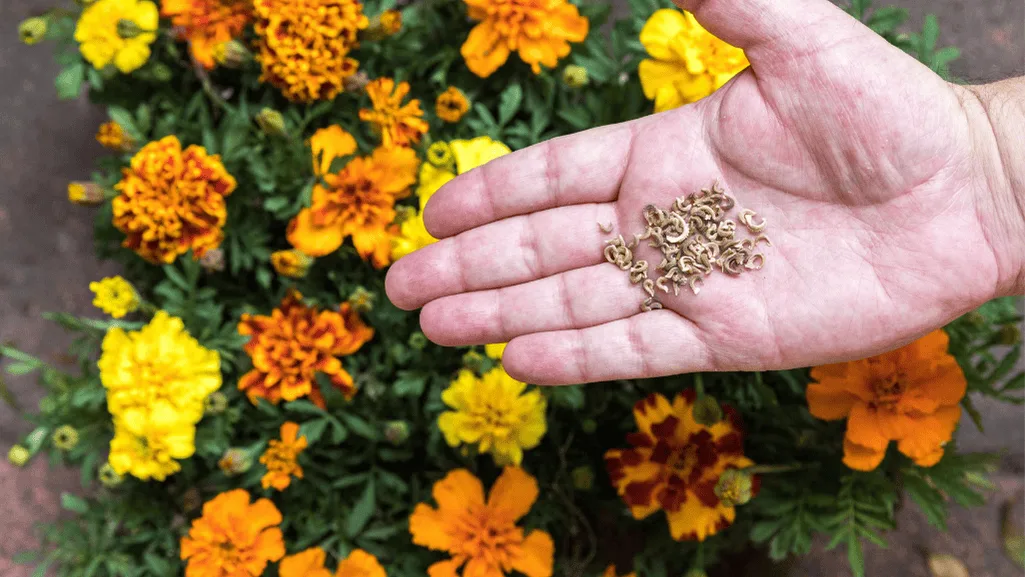 How to Transplant Marigold Seedlings for Best Results