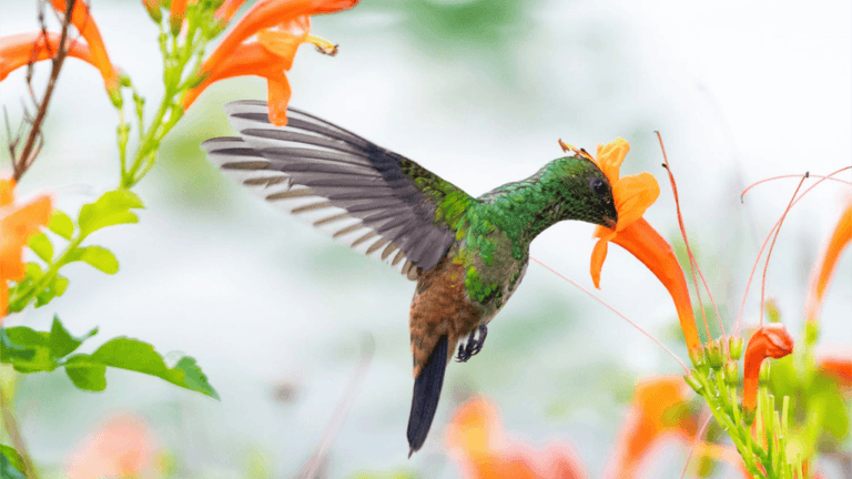 Hummingbird Plants