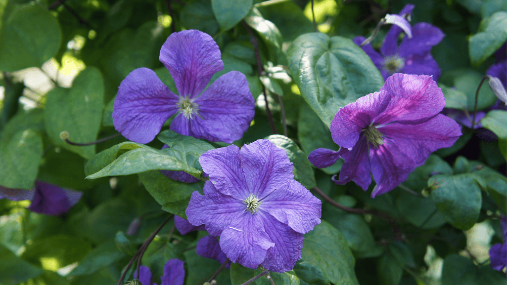 Innovative Jackmanii Clematis Garden Design