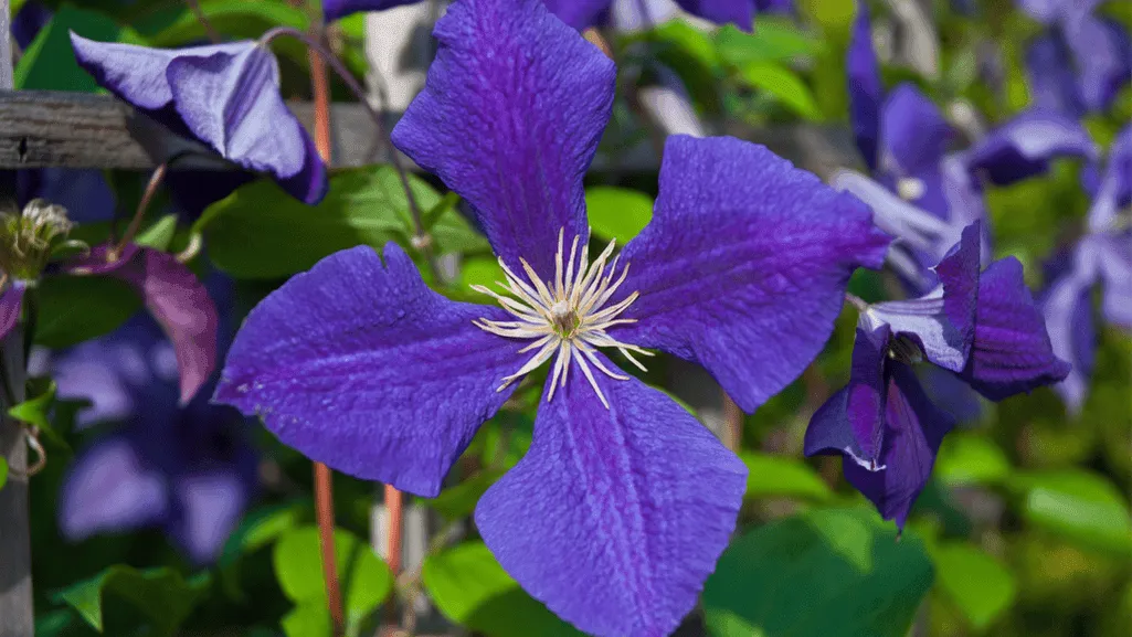 Jackmanii Clematis Planting Techniques