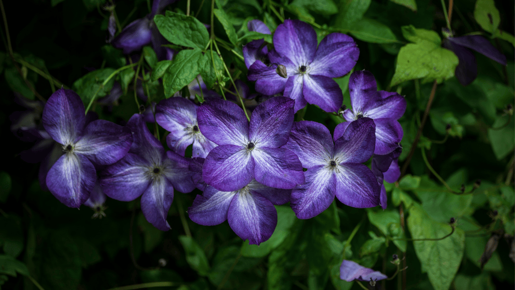 Jackmanii Clematis