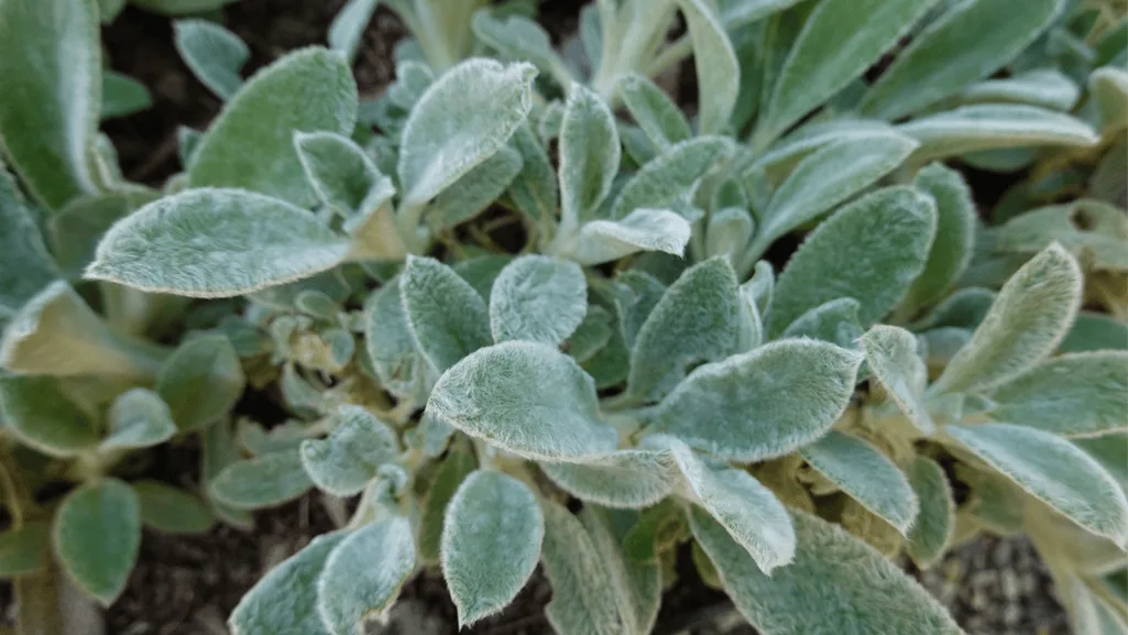 Lambs Ear Stachys Byzantina: Soft, Silver Garden Gem 1 Lamb’s Ear Stachys Byzantina