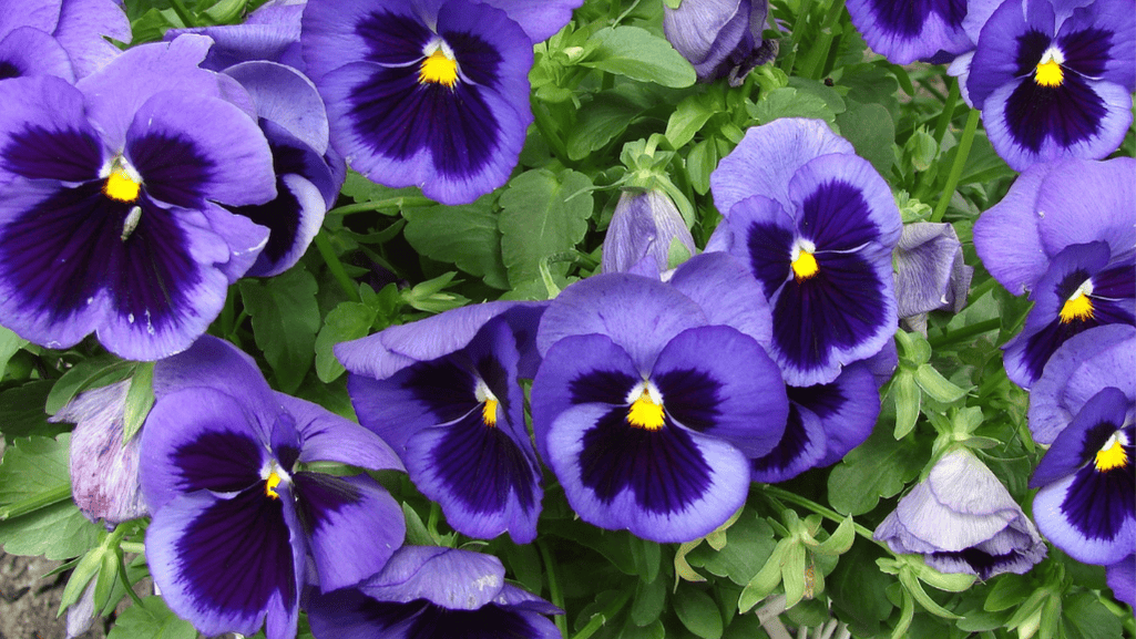 Maintaining blooming pansies