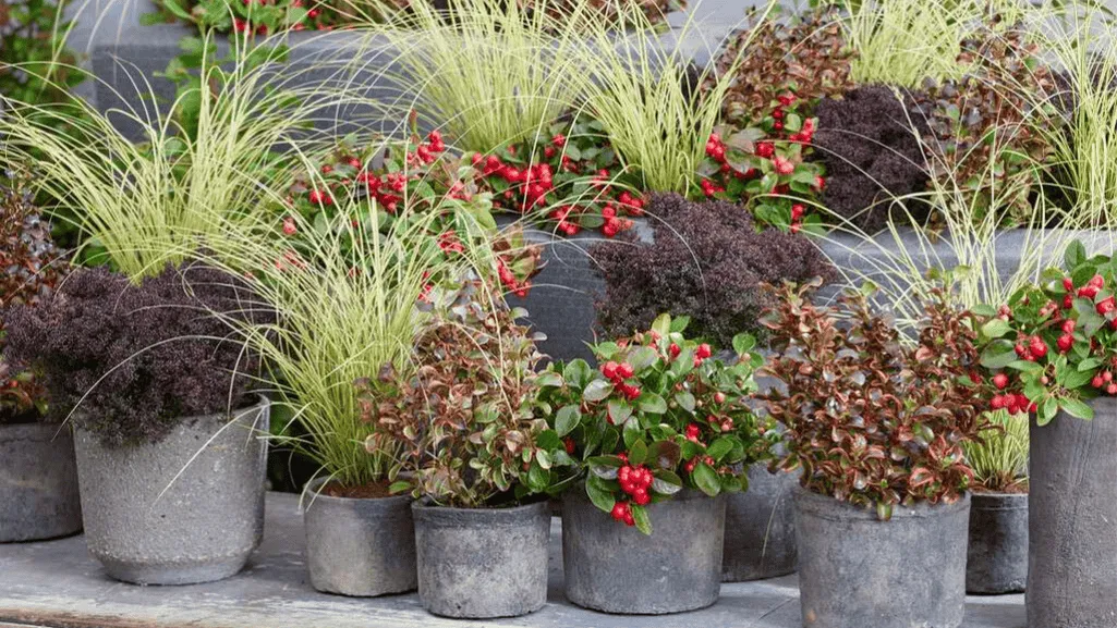 Maintaining potted plants in flower beds