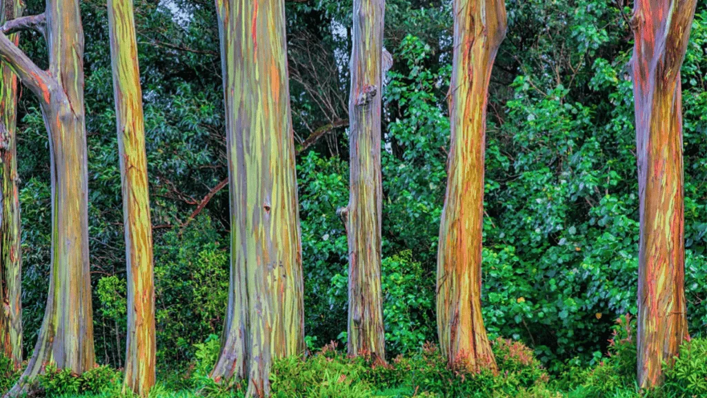 Multi-colored bark of the Rainbow Eucalyptus tree