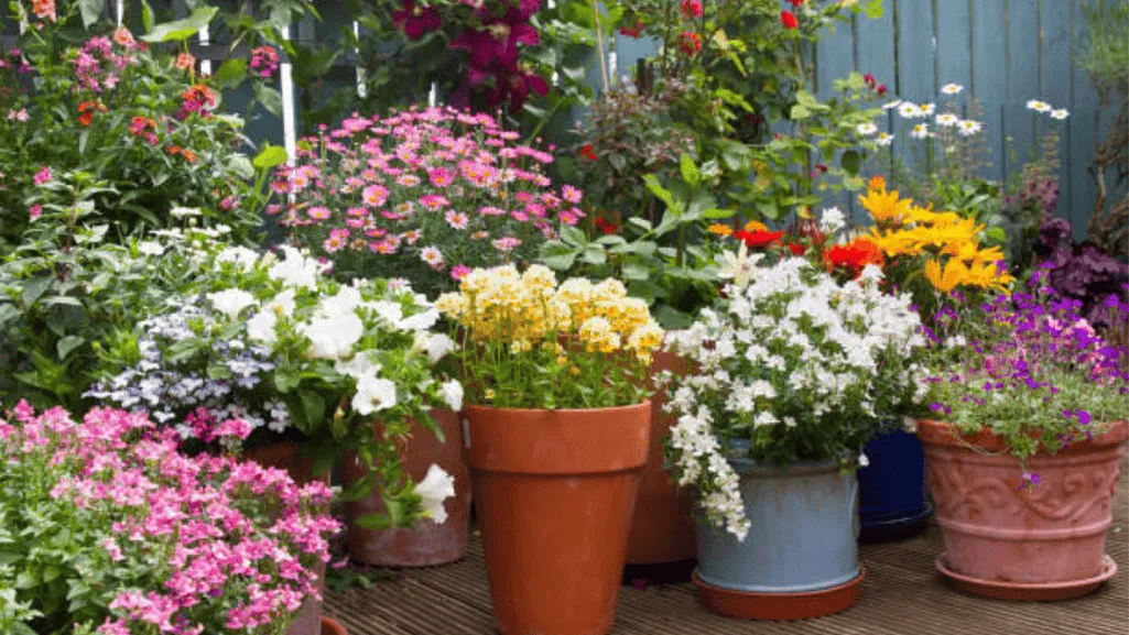 Outdoor Pot Flowers