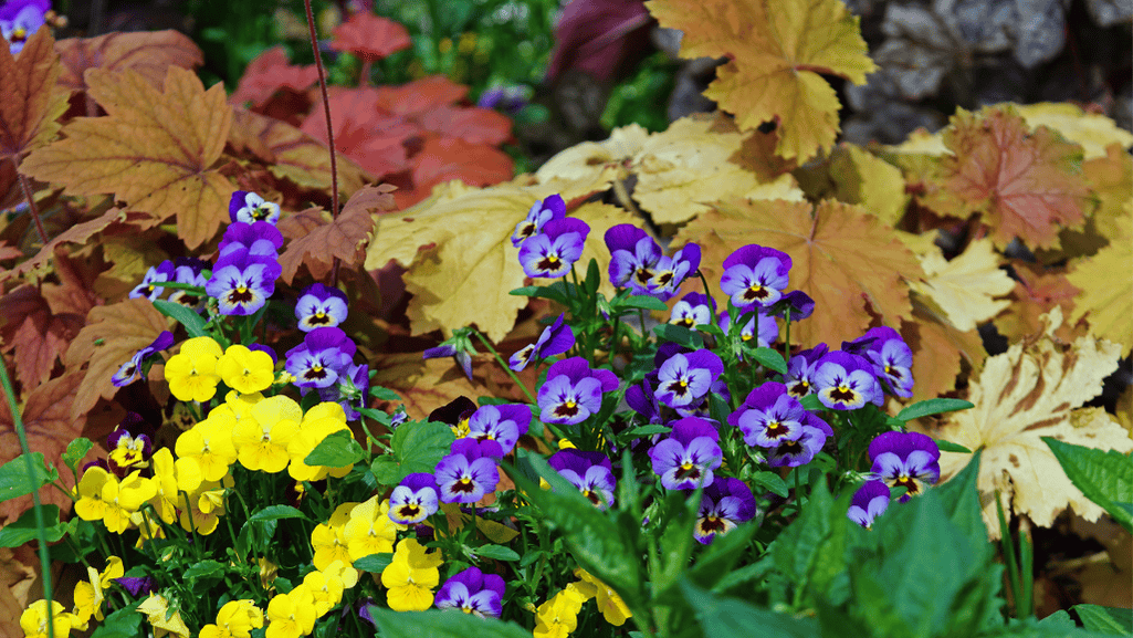 Pansies Summer Care