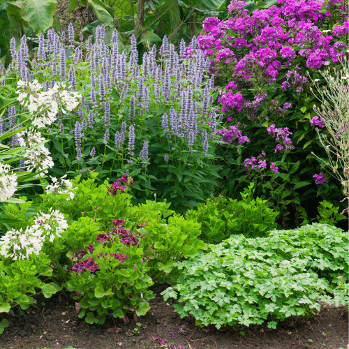 Perennials for Cold Climates